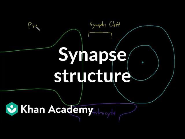 Synapse structure | Nervous system physiology | NCLEX-RN | Khan Academy