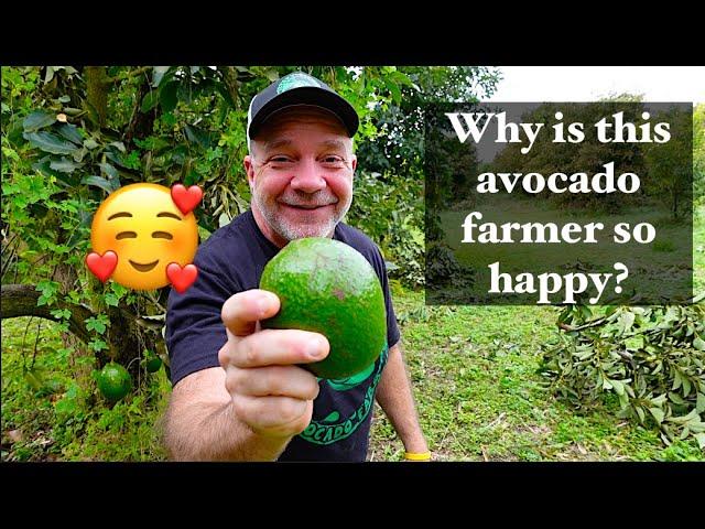 Why I Love Being and Avocado Farmer