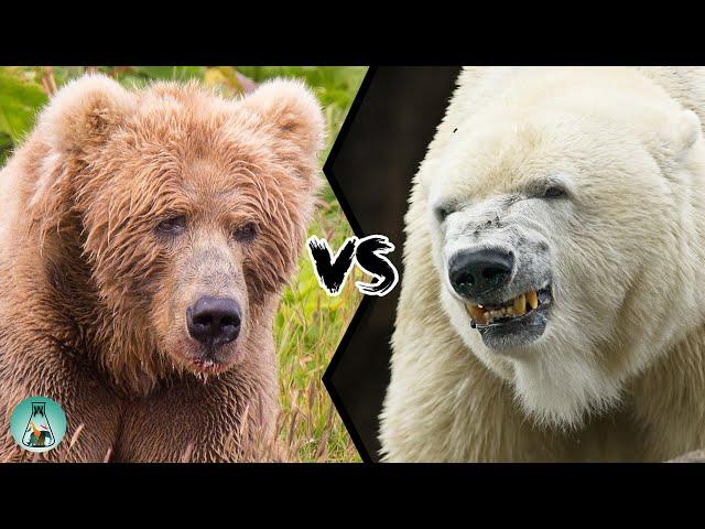 KODIAK BEAR VS POLAR BEAR - Who would win this fight?