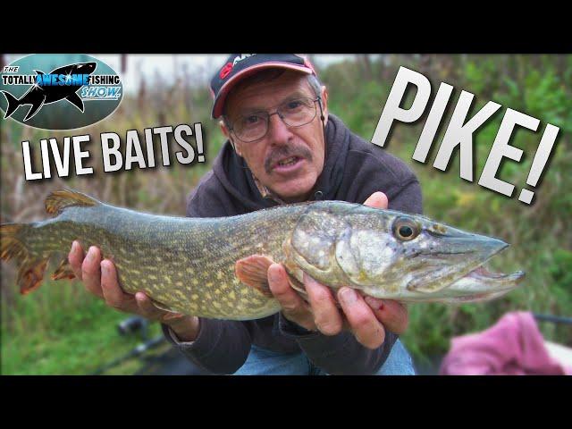 Pike fishing with Livebaits | TAFishing