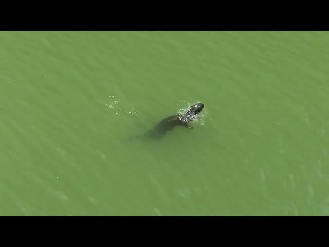Otter Encounter @ Rochor Canal