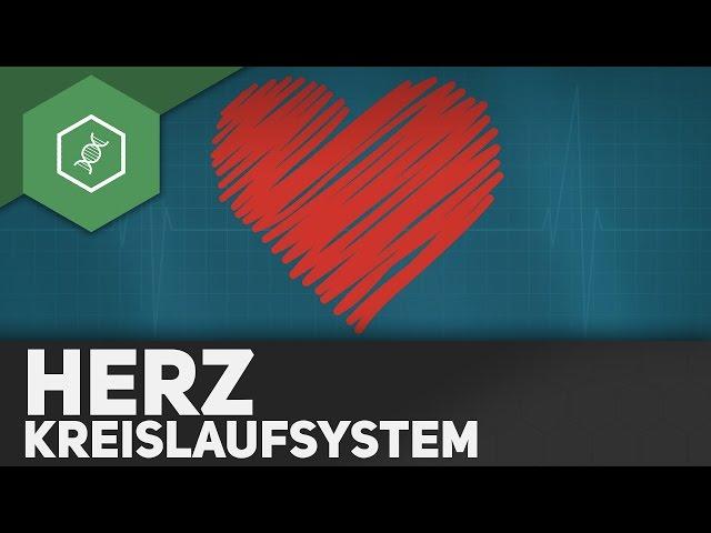 Das Herz und sein Kreislaufsystem