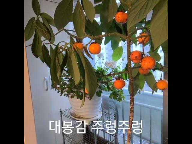양평군 농막설치3년차- 대봉감 수확.홍시감 만들기-23.10.25일- 울타리안의 주먹만한 대봉감 감나무 주인도 먹을것 좀 남기고 따 가세요. 상습절도범이 됩니다.