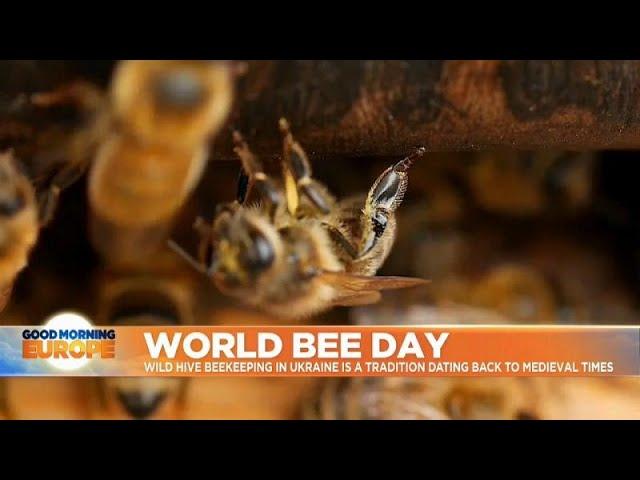 Ukrainians keep wild beekeeping tradition alive