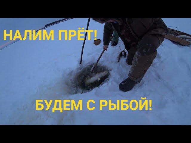 РЫБАЛКА 2021.  ТАК ЛОВЯТ НАЛИМА НА СЕВЕРЕ. ХОРОШИЙ УЛОВ.#рыбалка#налим#щука
