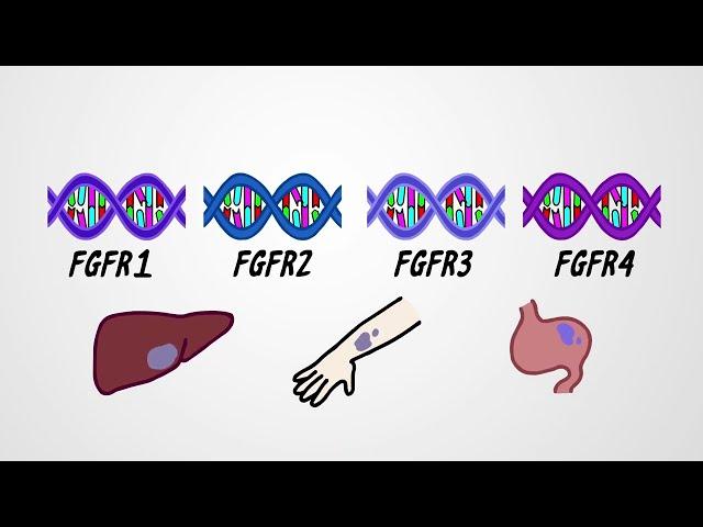 What are FGFR Genes?