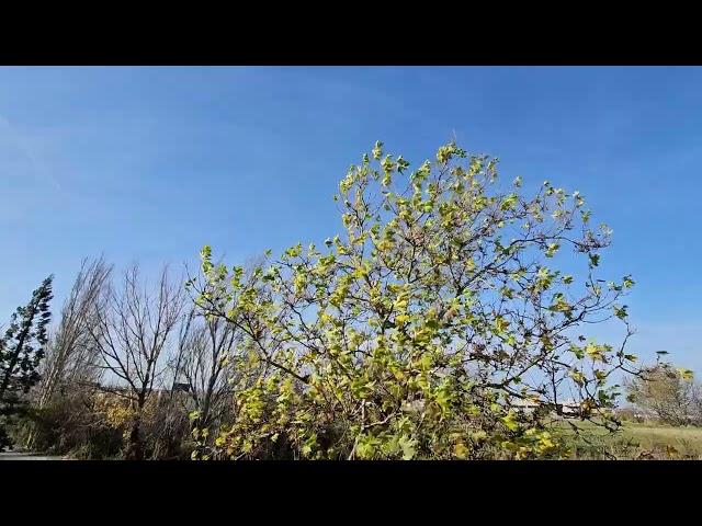 Es Segovia. El fuerte viento condiciona el domingo en Segovia 24/11/2024