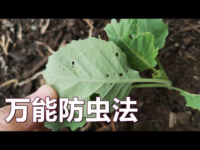 最好的防治菜青虫的办法 The best way to stay away from cabbage moth