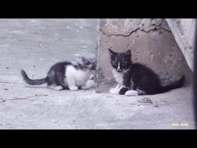 Baby kittens play under a 9 storey building