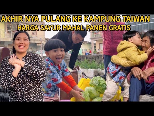 2 BULAN TIDAK PULANG KE DESA PANEN KOL  DAN SAWI UYUT BAHAGIA KAMI PULANG