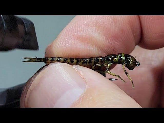 The ULTIMATE Fishable Realistic Damselfly Larva Fly (Tying Tutorial)