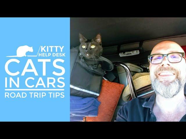 Cats in Cars - Road Trip Tips for Traveling with Your Feline Friends