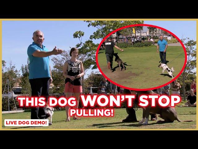 HOW TO STOP DOG PULLING | DOG TIPS