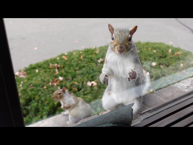 Breaking news: Cutie the squirrel brought her adorable baby to my window