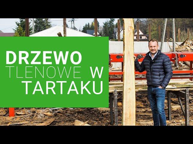 Drzewo tlenowe w tartaku! CZY TO SIĘ OPŁACA⁉️ 🪵