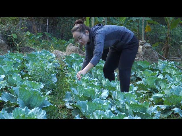 VIDEO FULL: 2 months Process of wood ear mushrooms and cabbage