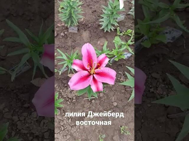 Лилия Джейберд ( JAYBIRD ),  восточная лилия, цветение первогодок