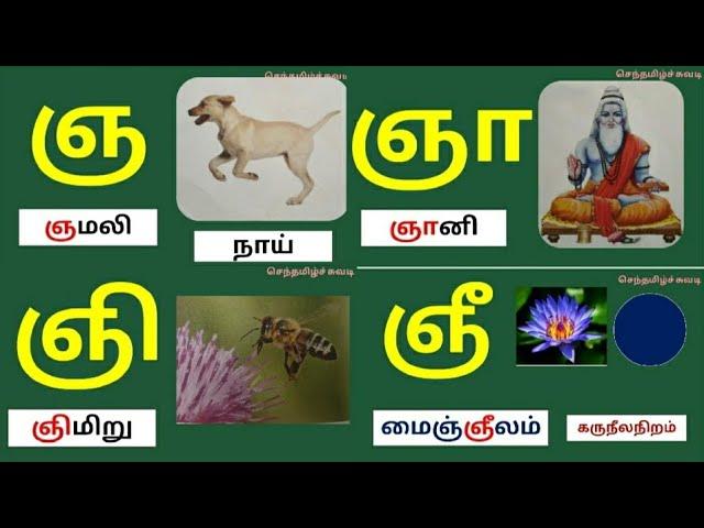 தமிழ்|உயிர் மெய் எழுத்துக்கள்|ஞ ஞா ஞி ஞீ வரிசை சொற்கள்/செந்தமிழ்ச்சுவடி