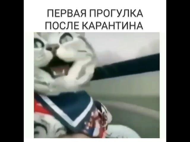 კატას სიცილი