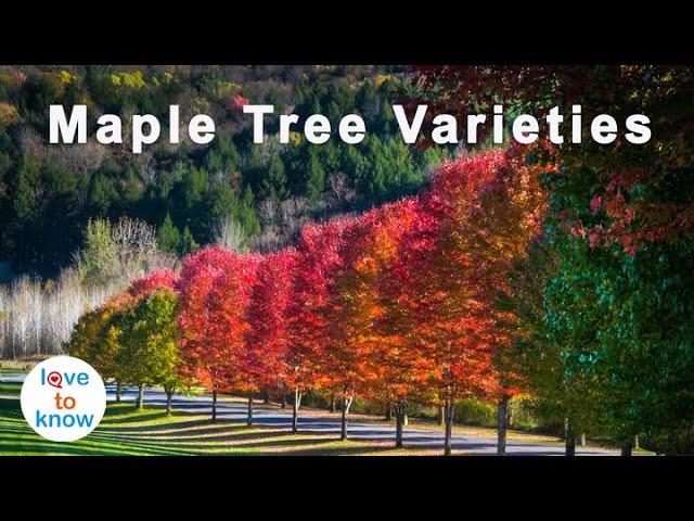 How To Identify Maple Tree Varieties