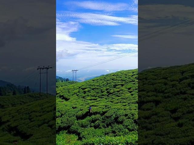 Darjeeling | Darjeeling side seein #shorts #shortsvideo #shortsyoutubevideo