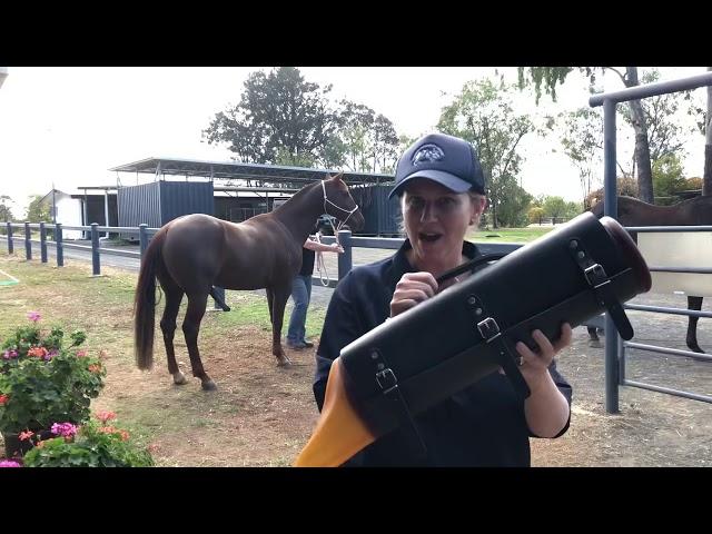 Clermont Veterinary Surgery horse breeding season video!