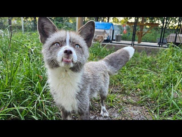 More saved foxes experience life outside a wire cage!