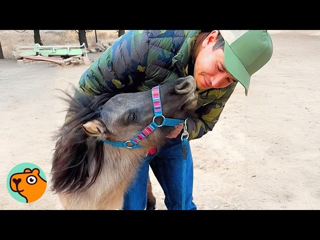 Tiny Horse Makes Huge Best Friends and Runs Like Hurricane | Cuddle Buddies