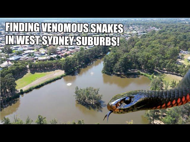 FINDING RED BELLIED BLACK SNAKES IN WESTERN SYDNEY!