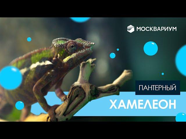 Пантерный хамелеон Паскаль. Самый яркий обитатель Москвариума