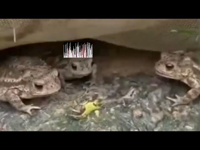  frog vs caterpillar