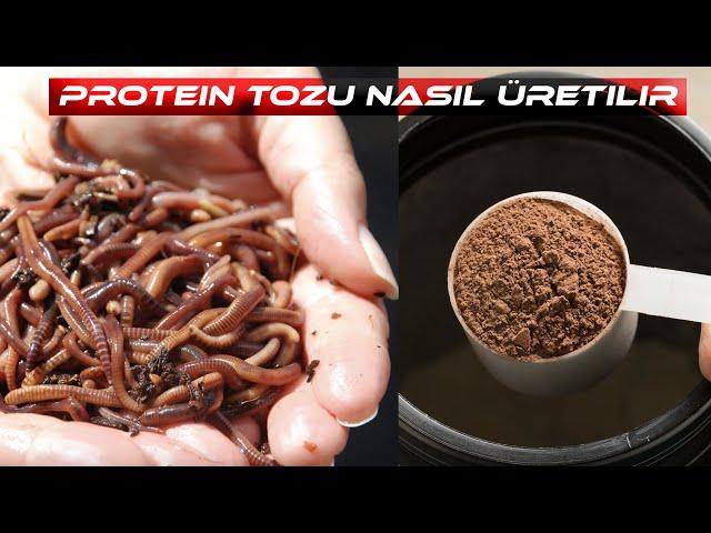 Protein Tozu Nasıl Üretilir ?