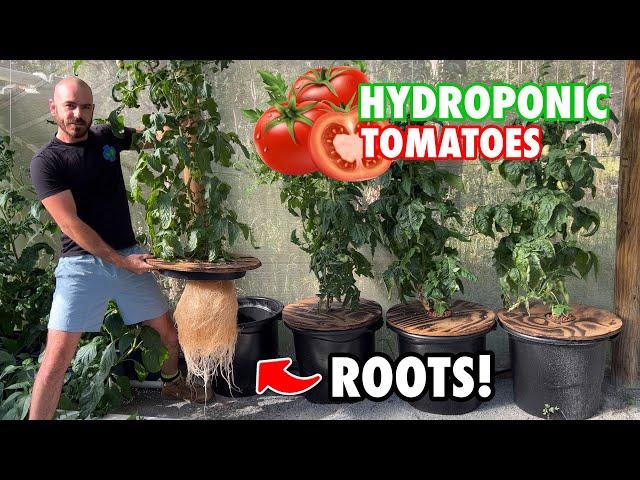 How to Grow Kratky Hydroponic Tomatoes