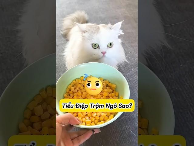 ️‍️ Truy Tìm Hung Thủ Trộm Ngô  #thúcưng #vậtnuôi #chómèohàihước #funny #pets #cat #cute