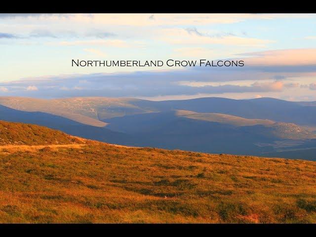 Falconry 5 | Northumberland Crow Falcons