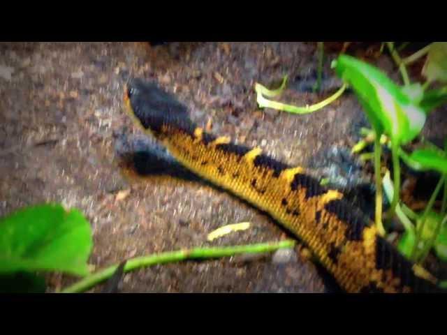 Black-Headed Bushmaster (Lachesis melanocephala)