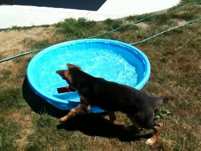 Puppy's first time in a pool. Dunder the German Shepherd