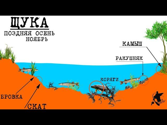 ЩУКА. Поздней осенью. Ты ОБЯЗАН это знать #рыбалка #щука #хищник