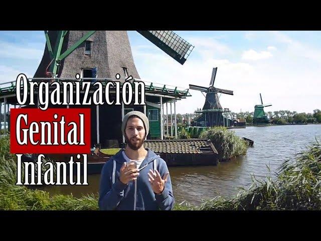 La Organización Genital Infantil - Freud