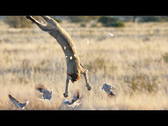 The African Wildcat is a secretive desert acrobat who is not afraid of CROCODILES!