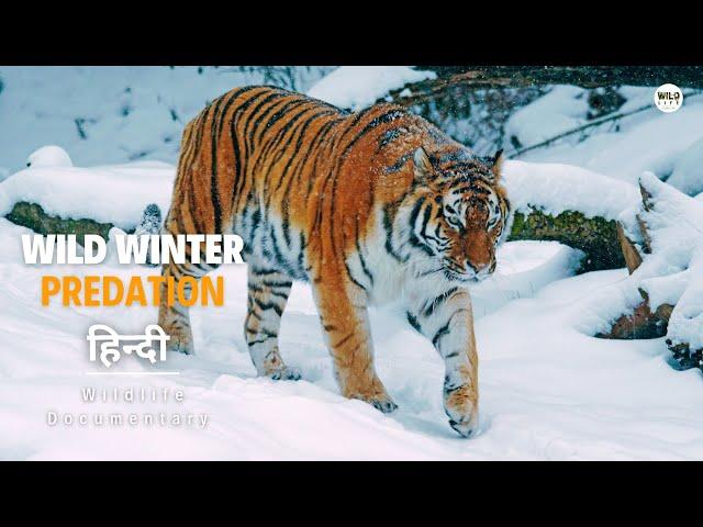 Wild Winter, Predation - हिन्दी डॉक्यूमेंट्री | Wildlife documentary in Hindi