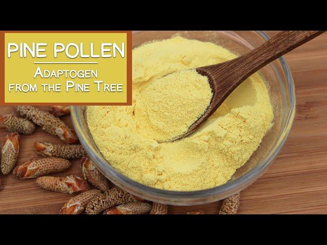 Pine Pollen, The Nutritious Adaptogen from the Pine Tree