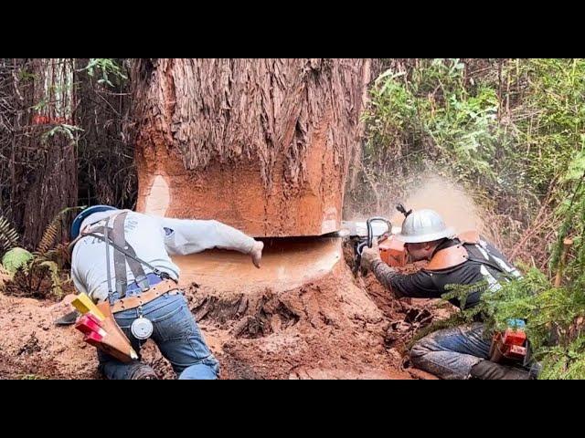 Taming the Titans: Day 3 Redwood Falling & Bucking