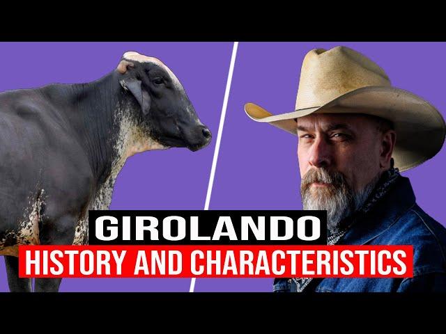   History And Characteristics Of The GIROLANDO Cattle Breed In Brazil  