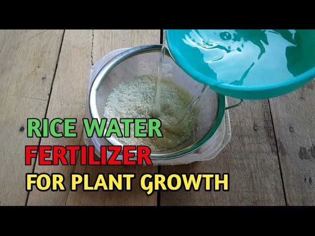 Starch water from rice for plants/Is rice water good for plants