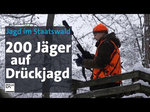 Umstrittene Drückjagd: 200 Jäger reduzieren den Wildbestand im Wald | BR24