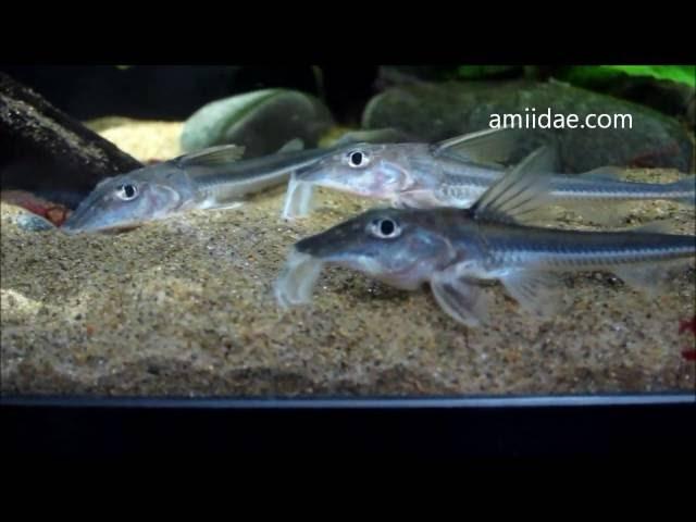 Leptodoras Sp. feeding clip