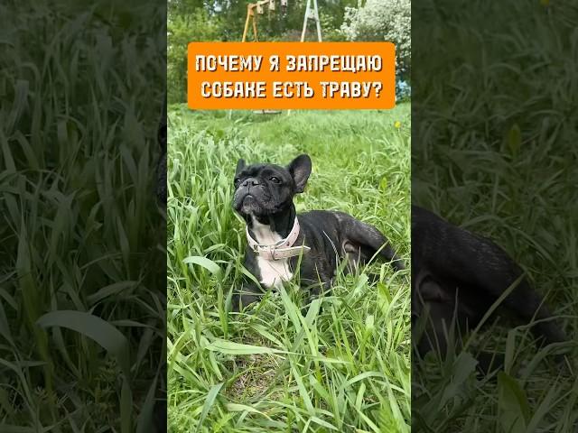 Почему я запрещаю собаке есть траву? #собака #дрессировка #бульдог