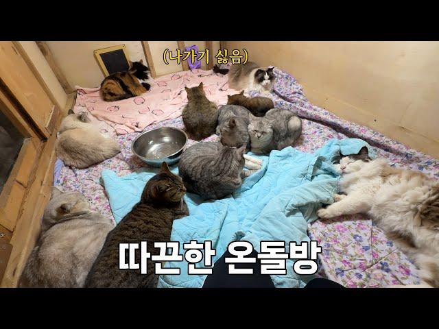 Traditional Korean Ondol Room: A Warm Haven for Abandoned Mountain Cats