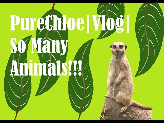 PureChloe | Vlog | So Many Animals!!!